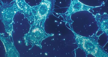 Photo satellite cells