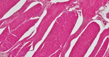 Photo muscle fiber types