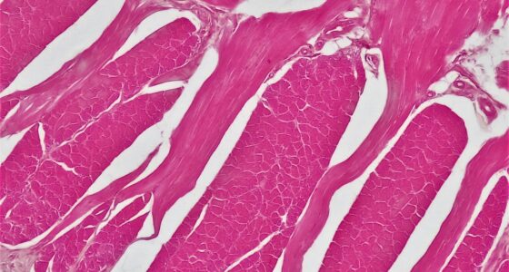 Photo muscle fiber types