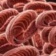 Photo muscle mitochondria